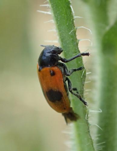 Réf. 269 502 : Clytra sp.